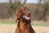 SETTER IRLANDAIS 331